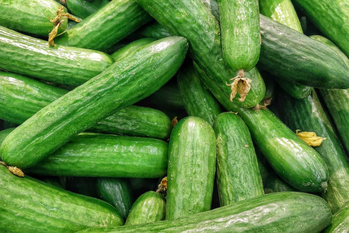 Огурцы с грядки: мелкие, крепкие, с пупырышками